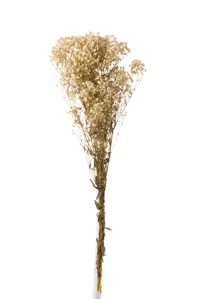 Bundel gypsophilia gedroogd ecru