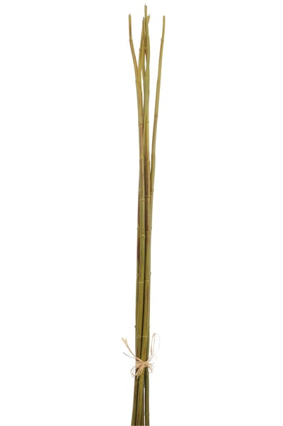 Bamboo bundel Groen L Bamboo bundel Groen L