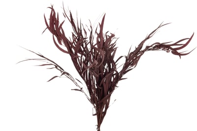 Bundel eucalyptus wild gedroogd bordeaux Bundel eucalyptus wild gedroogd bordeaux