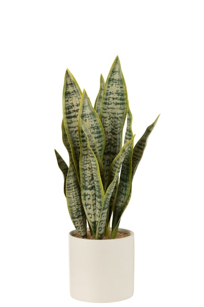 Plant sansevieria in pot pvc groen large