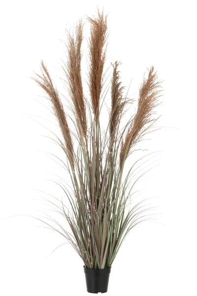 Pampas gras 5 koppen in pot pvc groen/oranje small