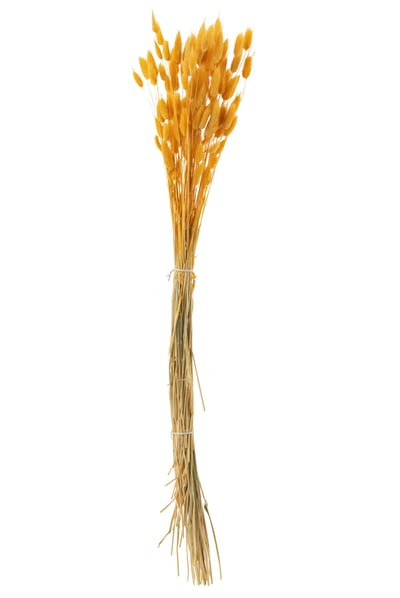 Bundel hazenstaart gedroogd goud