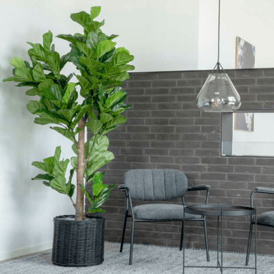190 cm Fiddle Leaf Boom - Kunstmatige groene plant
