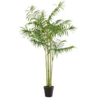 Bamboepalm in pot plastiek groen/zwart large