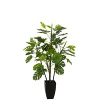 Philodendron in pot plastiek groen large