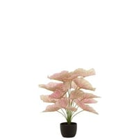 Caladium in pot plastiek licht roze/groen