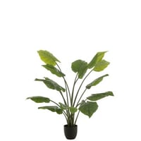 Taro wild in pot plastiek groen large