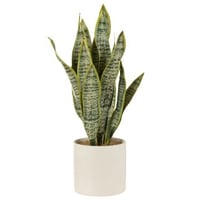 Plant sansevieria in pot pvc groen extra large