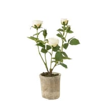 Roos 5 koppen in pot plastiek/textiel wit/groen