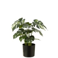 Monstera in pot kunststof groen