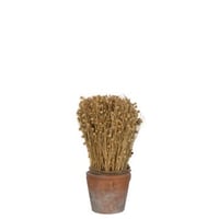 Gedroogd vlas in terracotta pot licht naturel