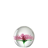 Presse papier aster rond glas transparant/pink large