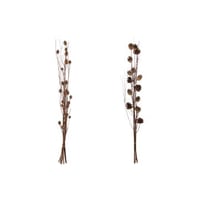 Tak denappel droogbloem donkerbruin assortiment van 2