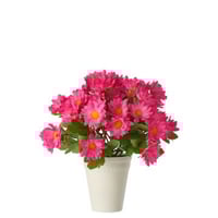 Madeliefje pvc fuchsia