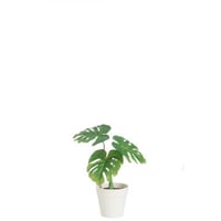 Blad philo in pot plastiek groen/wit small