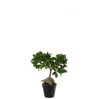 Chinese vijg ficus boom in pot plastiek groen/zwart small