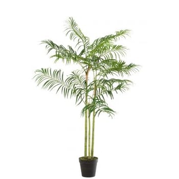 Bamboepalm in pot plastiek groen/zwart small