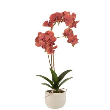 Orchidee in pot plastiek/cement dieprood/beige