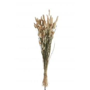 Bundel pluim hazenstaart gedroogd gras naturel