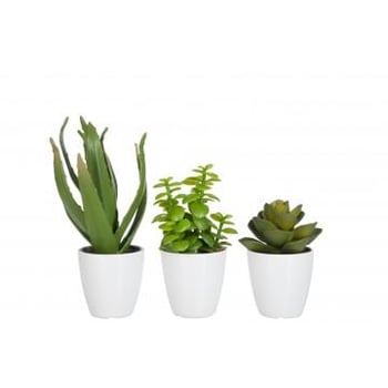 Vetplant/aloe vera/lotus+pot groen melamine wit small assortiment van 3