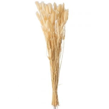Bundel pluim hazenstaart gedroogd beige