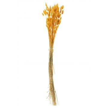 Bundel hazenstaart gedroogd goud