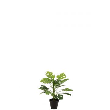 Philodendron in pot plastiek groen small
