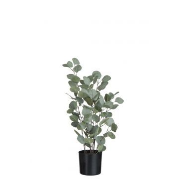 Eucalyptus in pot plastiek groen large