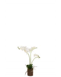 Orchidee in aarde plastiek wit/groen medium