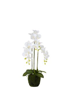 Orchidee fresh touch wit medium